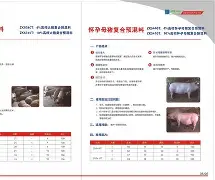 开云APP-progdvb中文版
